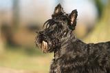 SCOTTISH TERRIER 201